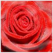 cette rose